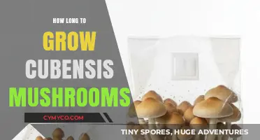 From Spores to Harvest: The Journey of Growing Cubensis Mushrooms