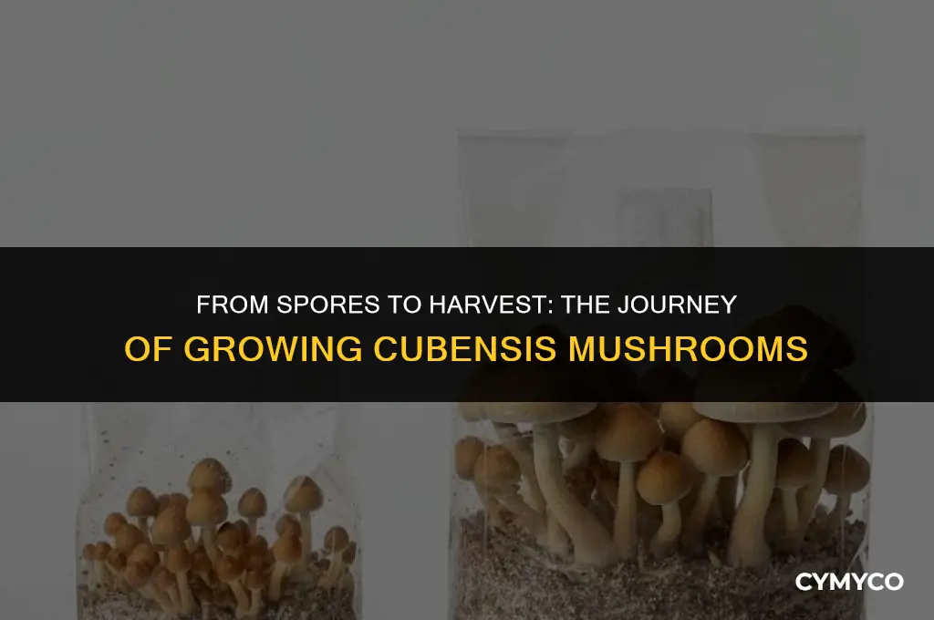 how long to grow cubensis mushrooms