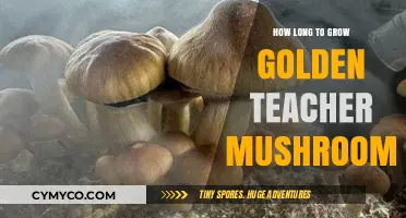 Cultivating Golden Teacher Mushrooms: A Comprehensive Growth Timeline