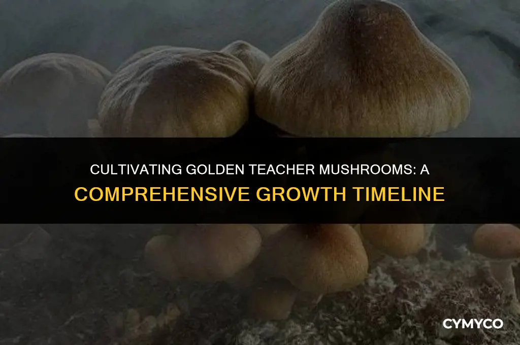 how long to grow golden teacher mushrooms