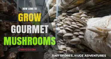 From Spores to Plate: The Gourmet Mushroom Growth Timeline