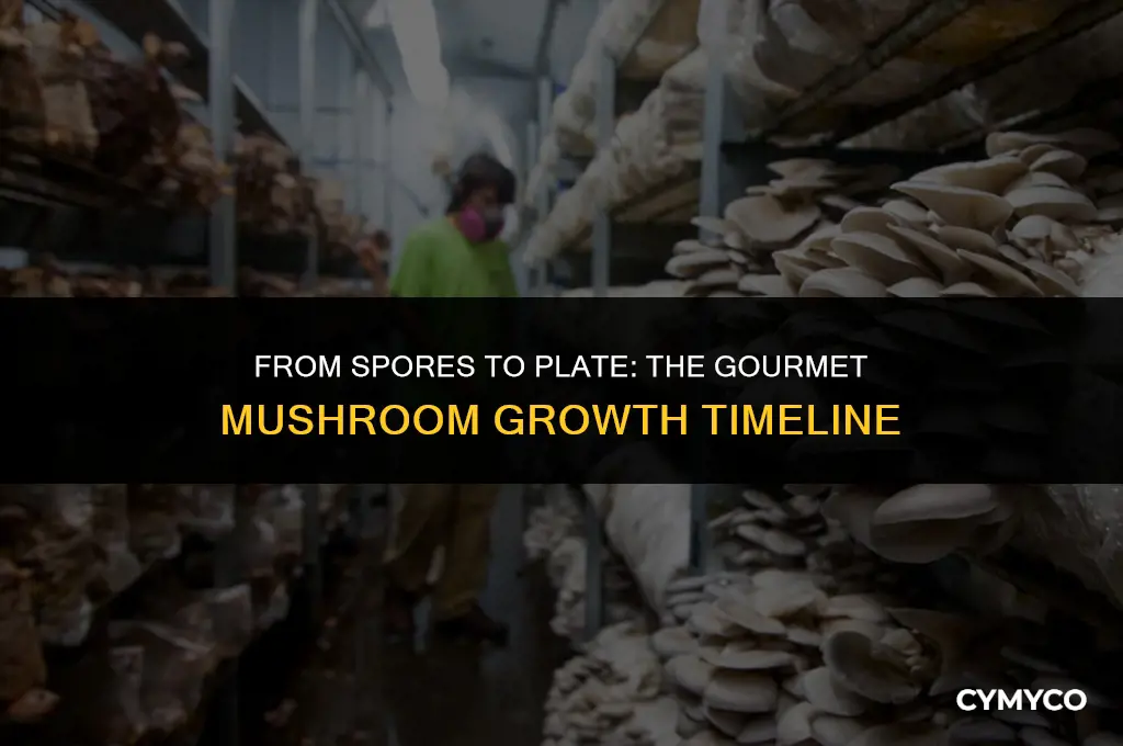 how long to grow gourmet mushrooms