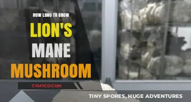 Cultivating Lion's Mane Mushroom: A Comprehensive Growth Timeline