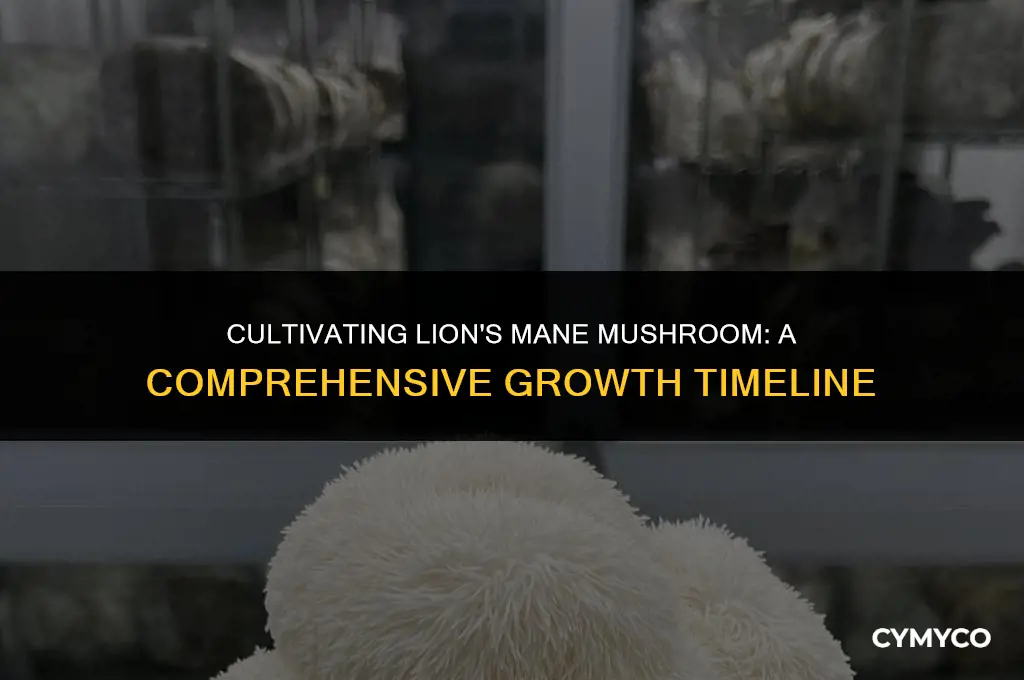 how long to grow lion
