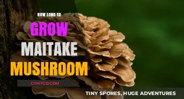 From Spores to Harvest: The Maitake Mushroom Growth Timeline
