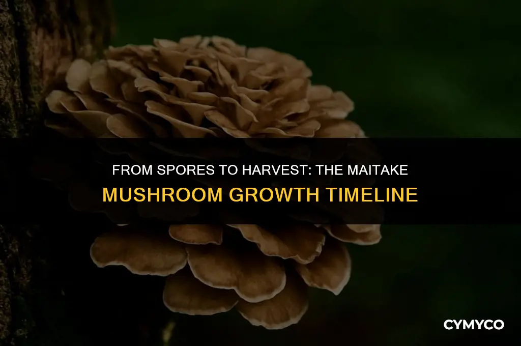 how long to grow maitake mushroom