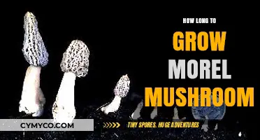 From Spores to Harvest: The Journey of Growing Morel Mushrooms
