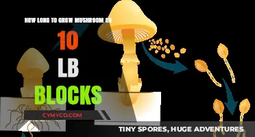 From Spawn to Harvest: The 10-Pound Mushroom Block Growth Timeline