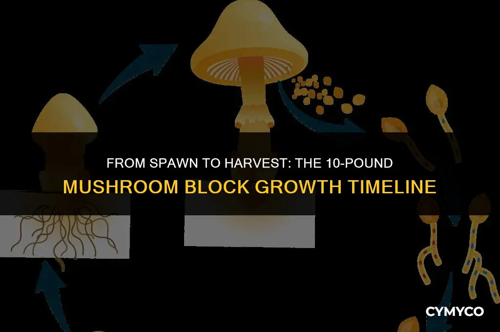 how long to grow mushroom on 10 lb blocks