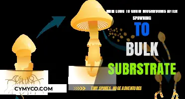 From Spawn to Harvest: The Mushroom Growth Timeline Explained