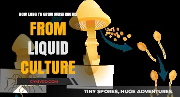 From Liquid to Lush: The Mushroom Growth Timeline Explained
