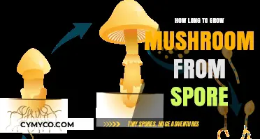 From Spore to Harvest: The Mushroom Growth Timeline Explained