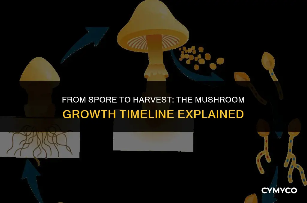 how long to grow mushrooms from spore