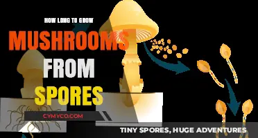 From Spores to Harvest: The Mushroom Growth Timeline Explained