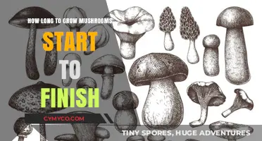 From Spawn to Harvest: The Complete Mushroom Growing Timeline