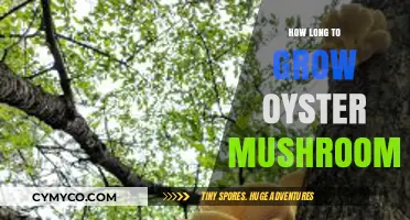 From Spawn to Harvest: The Oyster Mushroom Growth Timeline