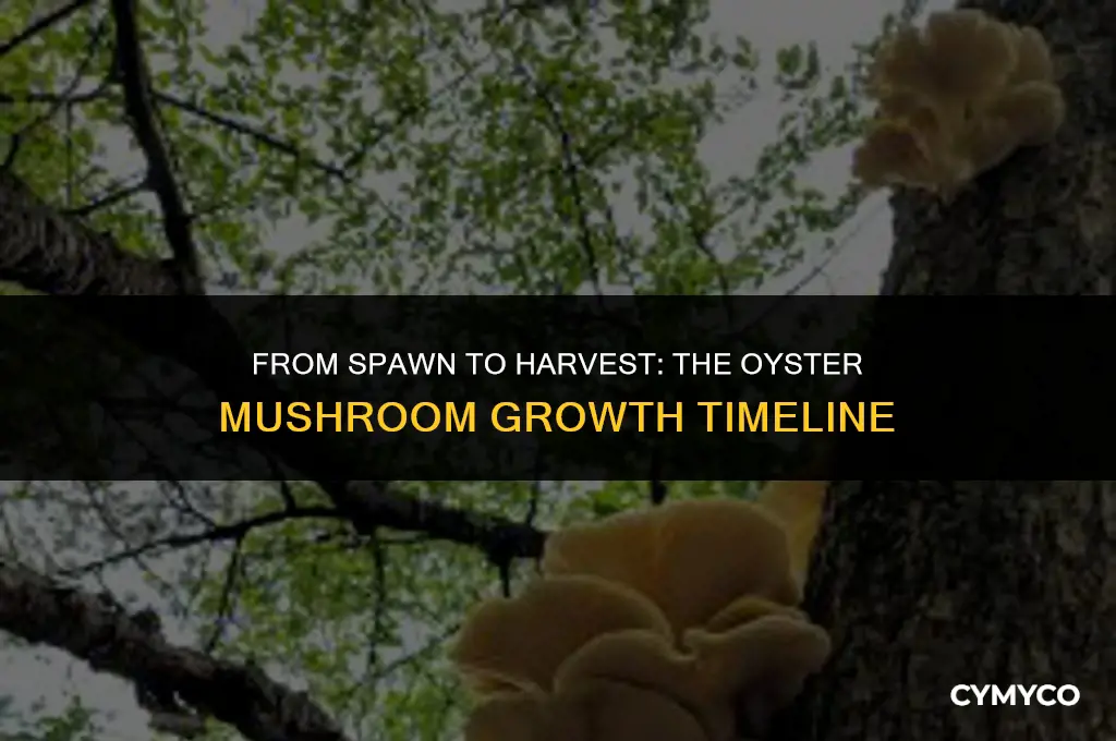 how long to grow oyster mushrooms