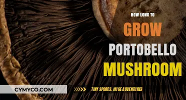 From Spores to Supper: The Portobello Mushroom Growth Journey