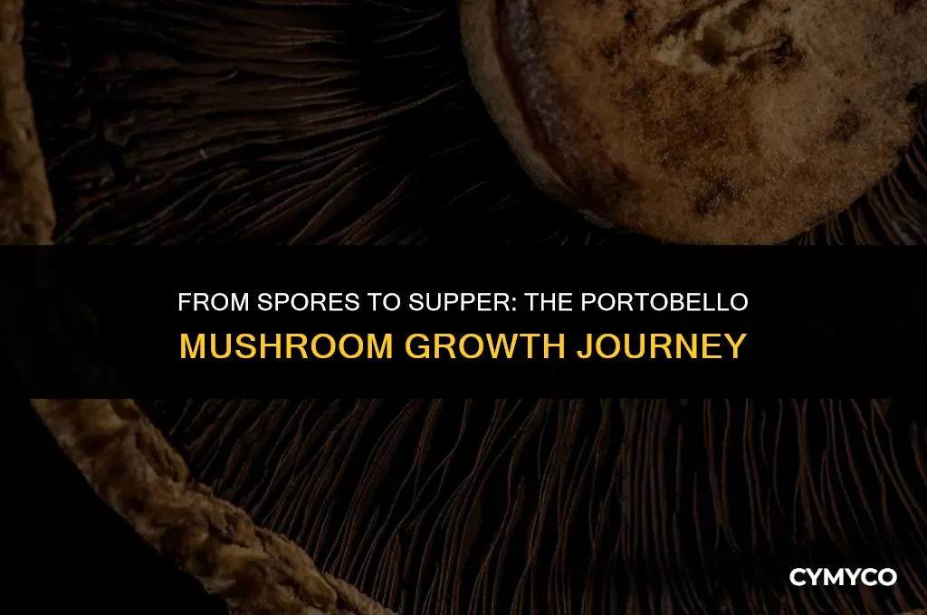 how long to grow portobello mushrooms