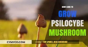Cultivating Psilocybe Mushrooms: A Comprehensive Growth Timeline Guide