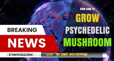 Cultivating Consciousness: A Guide to Psychedelic Mushroom Growth