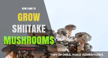 From Spores to Harvest: The Shiitake Mushroom Growth Timeline