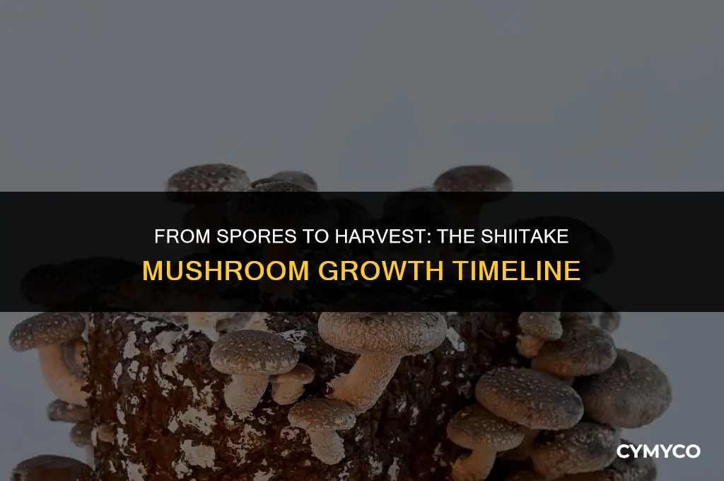 how long to grow shiitake mushrooms