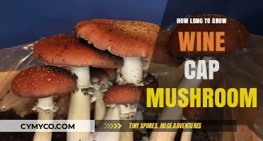 From Spores to Harvest: The Wine Cap Mushroom Growth Timeline