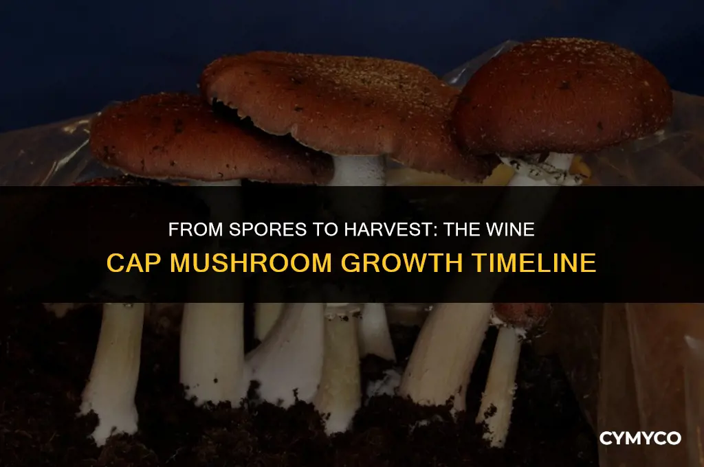 how long to grow wine cap mushrooms