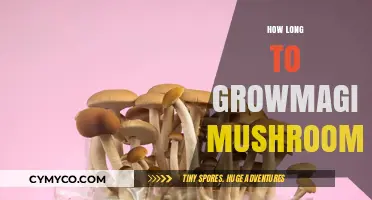 Cultivating Magic Mushrooms: A Timeline for Optimal Growth