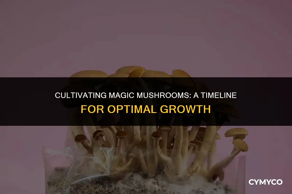 how long to growmagic mushrooms