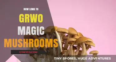 Cultivating Magic Mushrooms: A Timeline for Optimal Growth