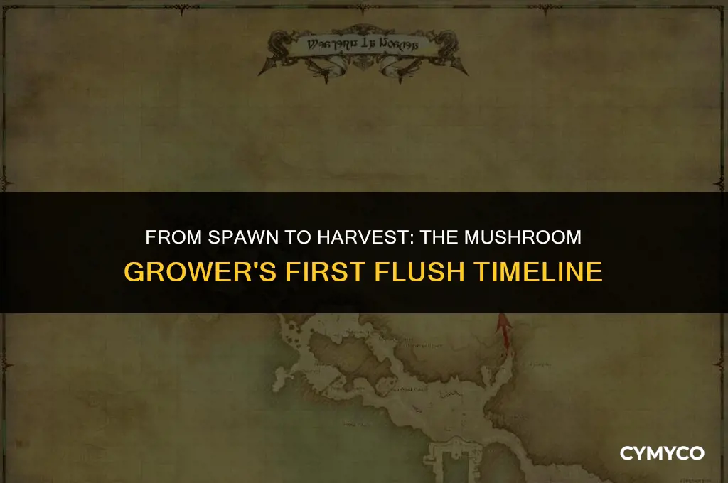 how long to harvest first mushroom flush
