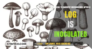 From Inoculation to Harvest: The Mushroom Grower's Timeline