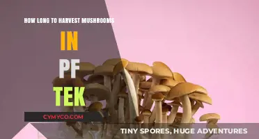From Spawn to Harvest: The PF Tek Mushroom Cultivation Timeline