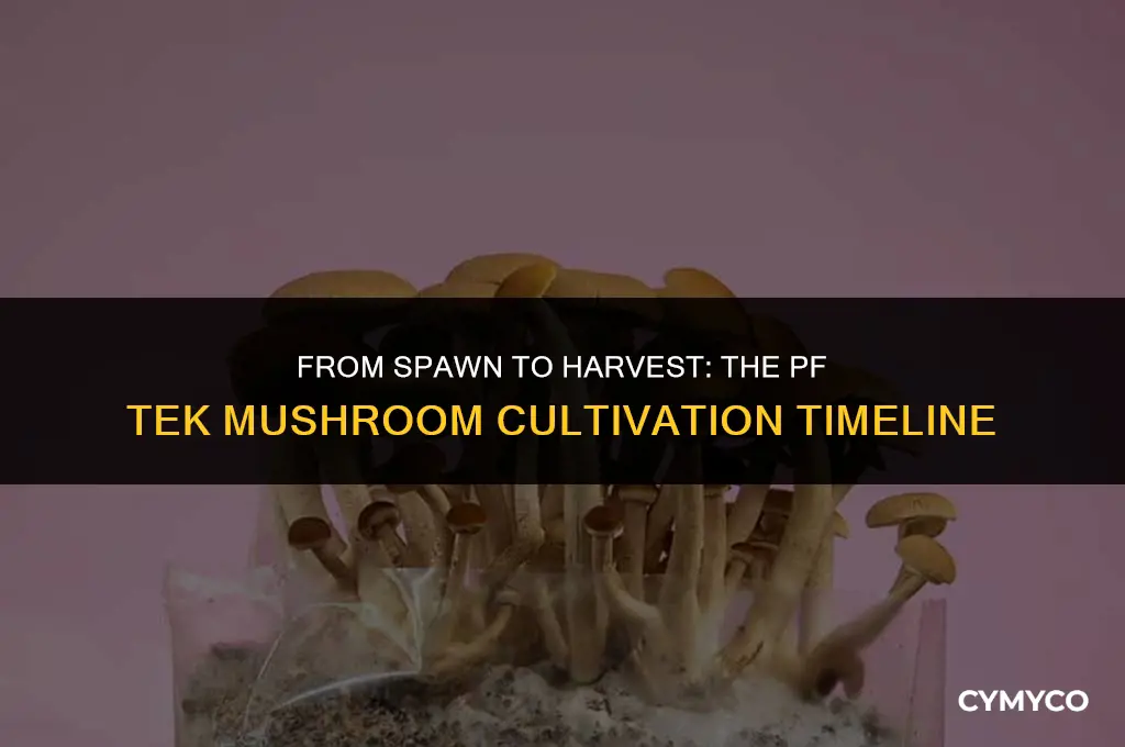 how long to harvest mushrooms in pf tek