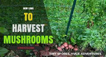 From Spores to Harvest: The Mushroom Cultivation Timeline