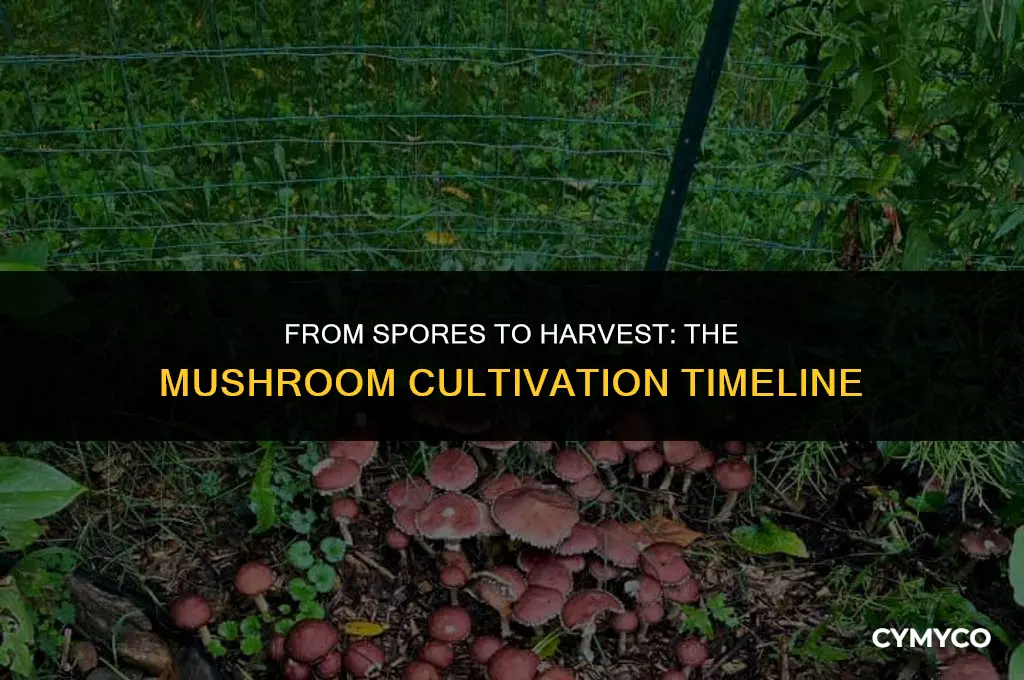 how long to harvest mushrooms