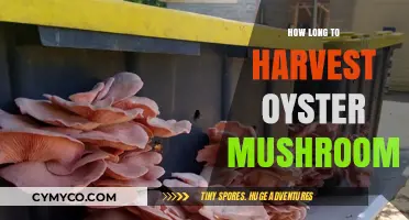 From Farm to Feast: The Oyster Mushroom Harvesting Timeline