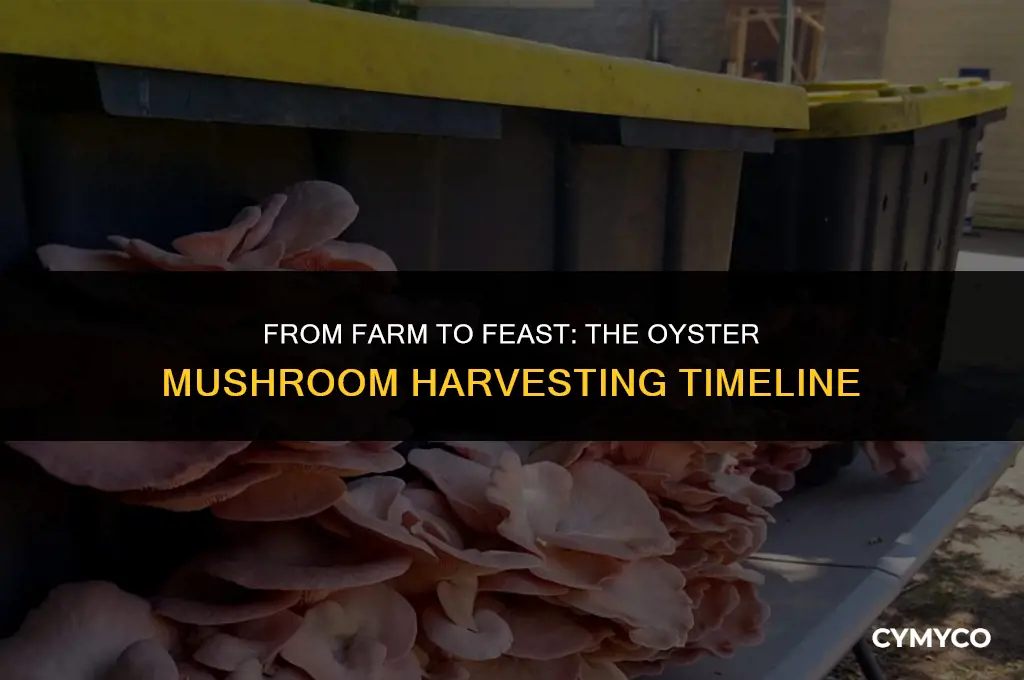 how long to harvest oyster mushrooms