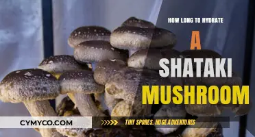 Reviving Umami: The Optimal Hydration Time for Shiitake Mushrooms