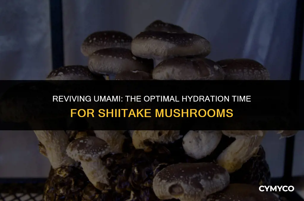 how long to hydrate a shataki mushrooms