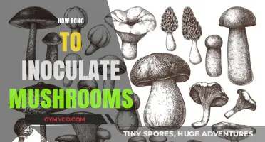 From Spores to Harvest: The Mushroom Inoculation Timeline Explained