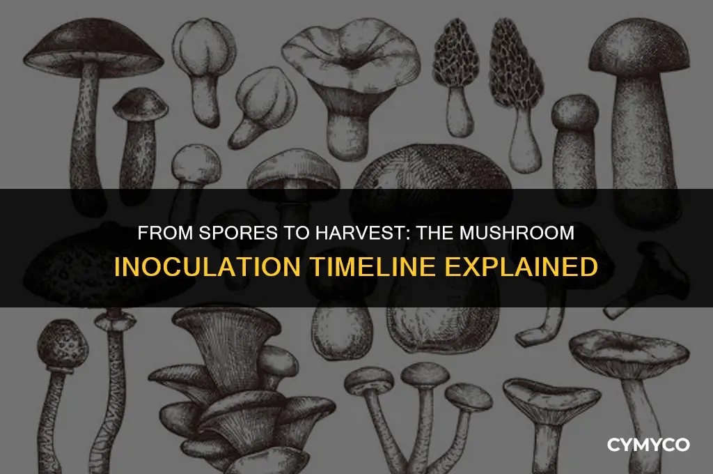 how long to inoculate mushrooms