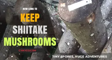 Freshness Matters: Optimal Storage Tips for Shiitake Mushrooms