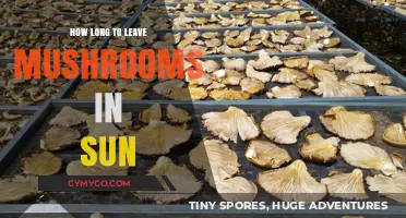 Sun-Drying Mushrooms: Optimal Time for Perfect Results