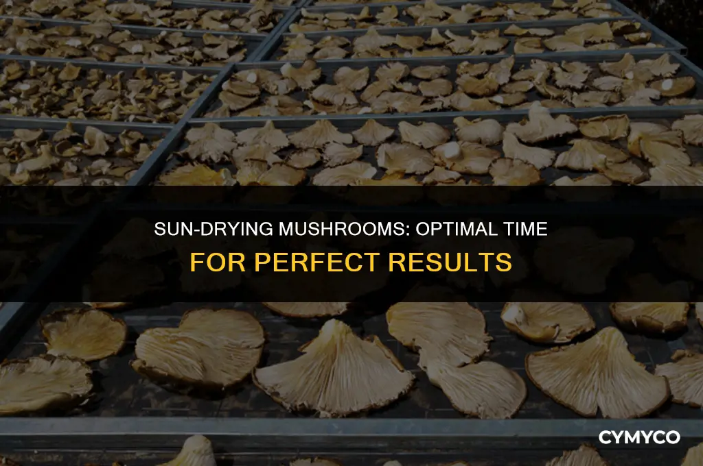 how long to leave mushrooms in sun