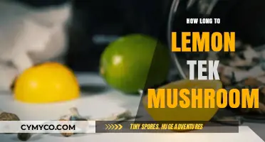 Exploring the Optimal Duration for Lemon Tek Mushrooms: A Guide