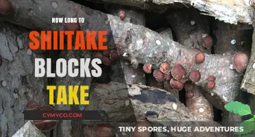 Shiitake Blocks: Understanding the Time to Fruition