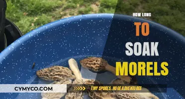 Unlocking Morel Magic: The Perfect Soaking Time for Culinary Bliss
